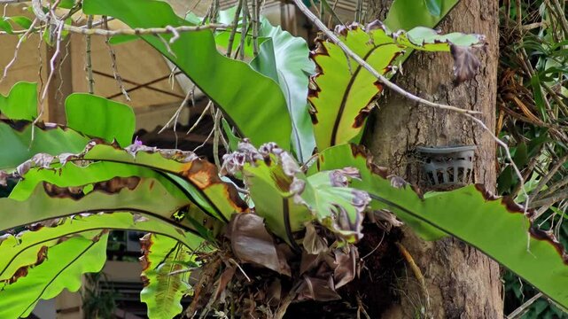Asplenium Nidus Green Leaves Grow on Big Tree.