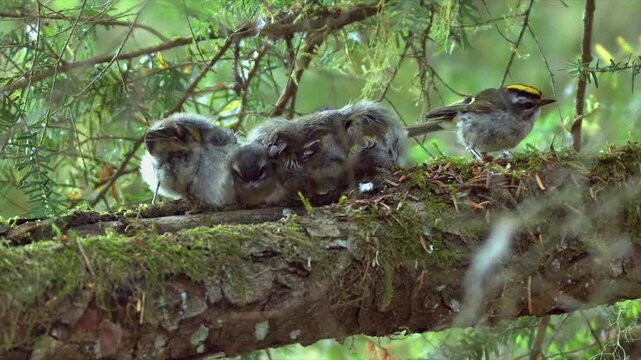 Tiny fluffy Warbler chicks huddle together on branch, adult gets food