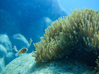 mushroom coral in the coral reef in deep blue sea