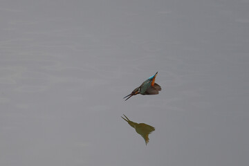 Common kingfisher is playing happily in the pond.