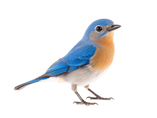 a blue bird standing on a white background