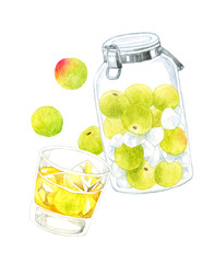 梅シロップのガラス容器と梅酒・梅ジュース　手描き水彩イラスト素材