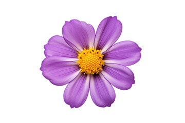 Top view of a single purple flower isolated on white background