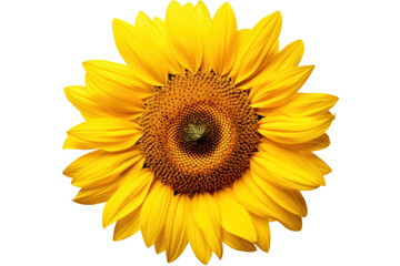 Obraz premium Sunflower in mid-bloom with a large, isolated on white background