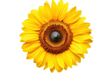 Fototapeta premium Sunflower in mid-bloom with a large, isolated on white background