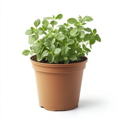 Fototapeta premium a potted oregano plant