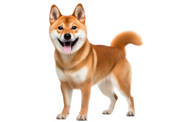 Shiba inu dog with a cheerful demeanor, sitting on its haunches with a bright, isolated on white background