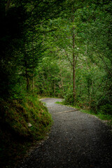 Fototapeta premium Waldweg in Bad Hindelang