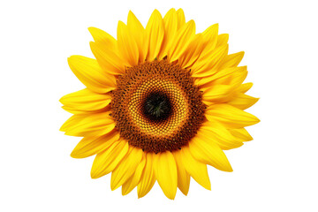 Fototapeta premium Overhead view of a sunflower with perfectly symmetrical petals and a textured center isolated on white background