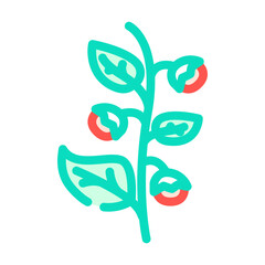 ashwagandha ayurvedic herb color icon vector. ashwagandha ayurvedic herb sign. isolated symbol illustration