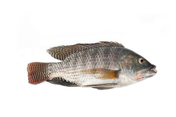 Tilapia fish isolated on white background.Freshwater fish.