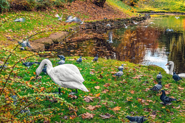 Serene autumn scene at Lebedyne Ozero Lake in Stryiskyi Park, Lviv, Ukraine. White mute swan is surrounded by pigeons near the reflective water, creating a tranquil atmosphere in nature