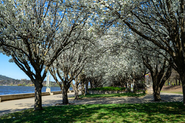 Obraz premium The photo showcases the beautiful scenery on both sides of the Lake Burley Griffin