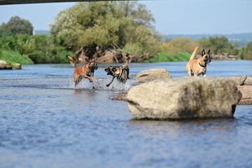 Hunde am Fluss. Malinois Rudel beim Baden am Wasser