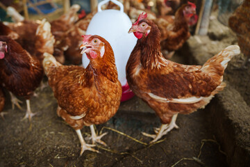 brown chicken or hen lay eggs in rural farm