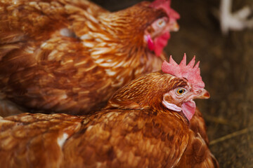 close up chicken or hen lay eggs in rural farm
