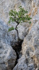 Obraz premium Tree growing from rocky crevice, symbol of resilience