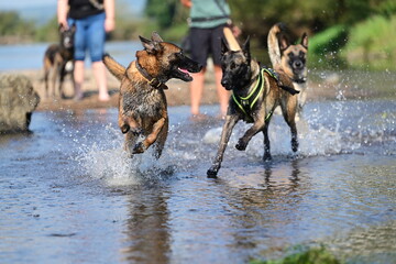 Hunde am Fluss. Malinois Rudel beim Baden am Wasser