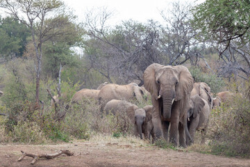 Fototapeta premium Elephants walking through the African bush