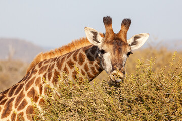 Obraz premium Giraffe eating leaves on a tree in South Afirca