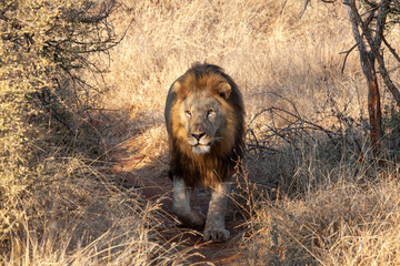 Male Lion walking towards the camera