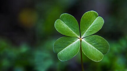 A four-leaf clover, a symbol of good luck. Rare and hard to find in nature.