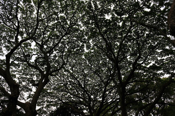 Looking up at the massive tree, its canopy appeared to cover the heavens.