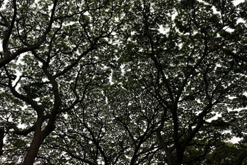 Looking up at the massive tree, its canopy appeared to cover the heavens.