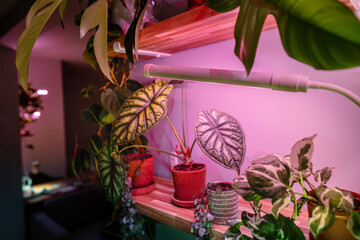 Indoor plants under phytolamps on wooden shelf at home, making up for lack of real daylight and sunlight. Growing lamp for supplementary lighting of houseplants in winter season in house. Plant care