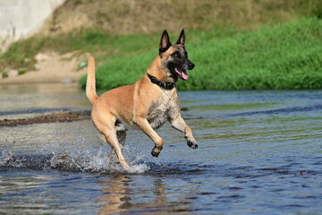 Hunde am Fluss. Malinois Rudel beim Baden am Wasser