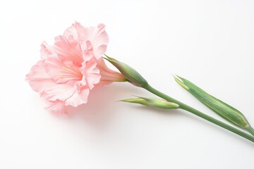 Fototapeta premium Amigurumi-style pink gladiolus flower on a white background, showcasing delicate handmade floral art with soft details.
