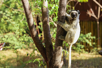 Lemur Sifaka climbing a tree in Madagascar during a sunny afternoon, showcasing its agility and playful nature in natural habitat