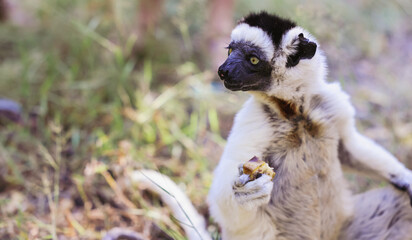 Sifaka lemur sitting in the grass with food in Madagascar during the day