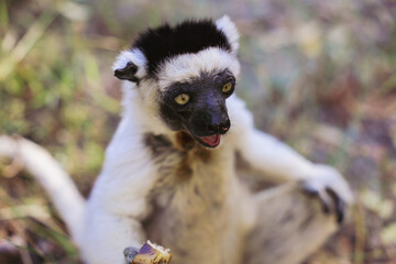 Sifaka lemur sitting on the ground in Madagascar while holding a piece of fruit and looking curiously at its surroundings