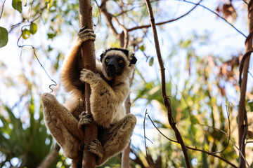 Lemur Sifaka climbs a tree in the lush forests of Madagascar during daylight hours