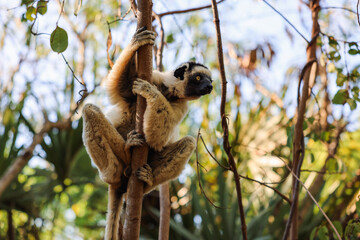 Sifaka lemur gracefully climbing a tree in Madagascar's lush forest during a bright and sunny day