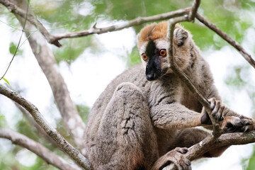 A brown lemur resting on a branch in the lush forests of Madagascar during the afternoon light