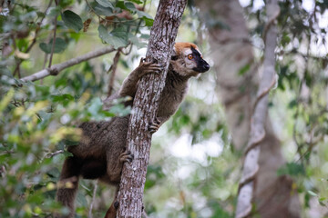 Brown lemur climbing a tree in the lush forests of Madagascar during the early afternoon sunlight