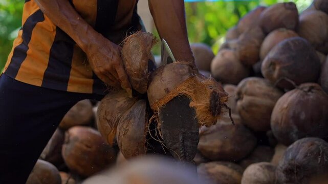 Close-up, farmer's hands peeling a coconut using a traditional tool,  Coconut husk peeling on traditional tool, smallholder farmer on farm, copra farming 