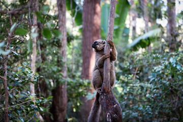 Brown lemur clings to tree in lush Madagascar forest during daylight hours, showcasing its vibrant habitat and playful behavior