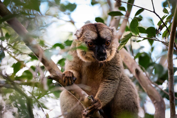 Brown lemur perched in the trees of Madagascar examining its surroundings during a sunny day