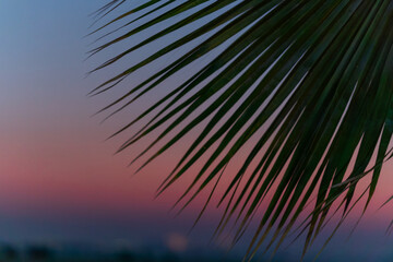 Silhouette of palm trees at sunset, amazing colour of the evening sky at the beach