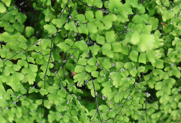 Selective focus of dew drops on branch  Maidenhair Fern or Adiantum capillus veneries are beautiful in nature background
