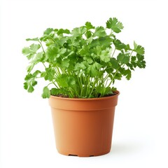 Fototapeta premium a potted cilantro plant