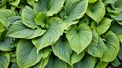 Obraz premium Close-Up View of the natural large Green Leaves of the hosta.growth, foliage, gardening, large, botanical, abstract, close-up, freshness, textured,drop, springtime,landscape abckground, 
