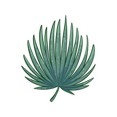 Fan Palm Leaves, Tropical Leaf, Palm Leaf, Green Leaf