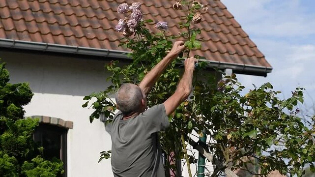 grey-haired pensioner takes care of a standard Novalis rose growing in front of the house, removes unnecessary branches and carries out scheduled pruning,