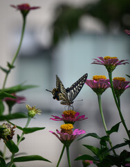 庭の花の蜜を吸うアゲハチョウ