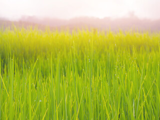 Obraz premium Green rice field in the morning.