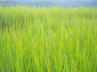 Green rice field in the morning.